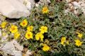Helianthemum oelandicum subsp. incanum